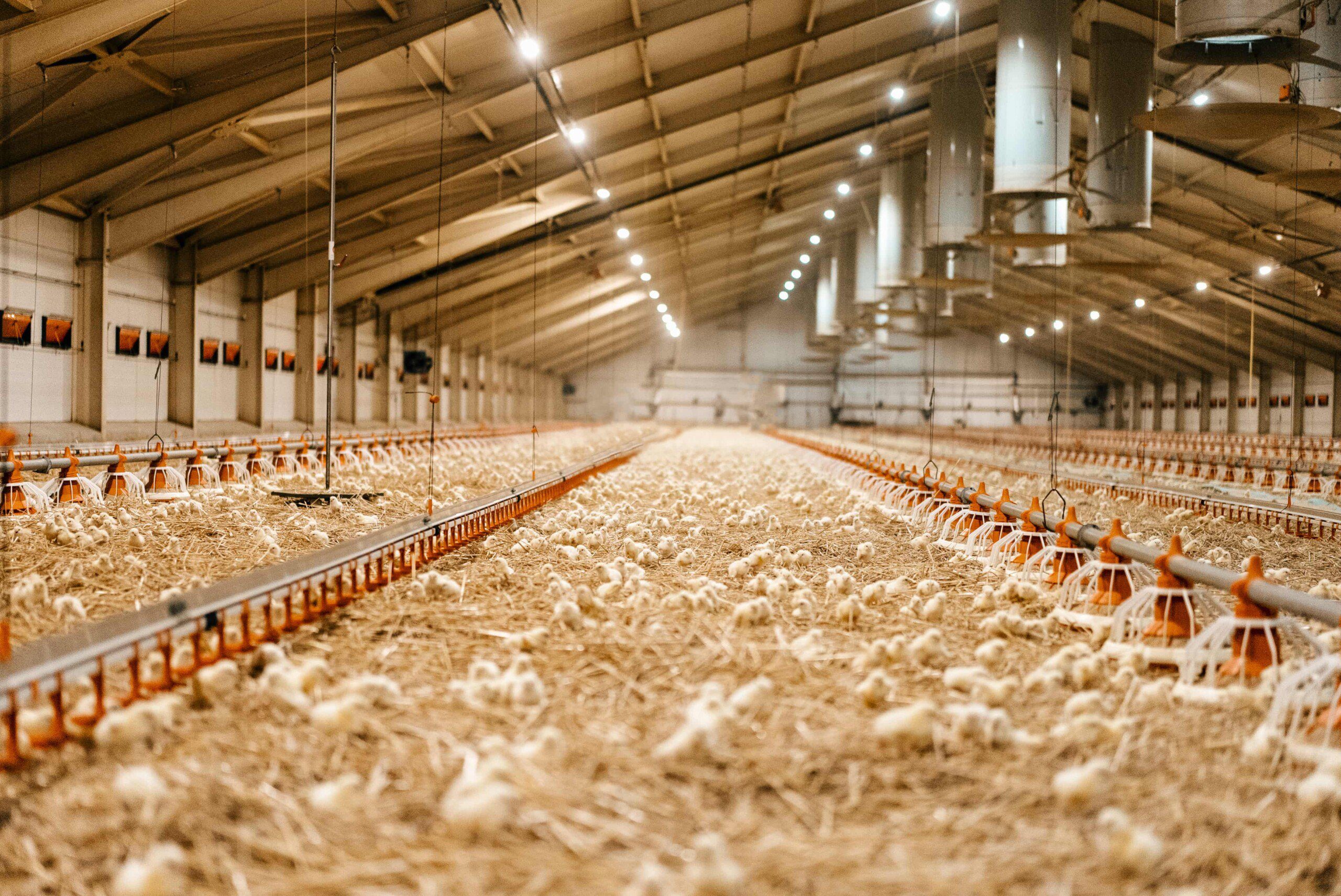 Na farmách majú kurčatá dostatok priestoru pre pohyb a taktiež zabezpečený nepretržitý prístupu ku krmivu ako aj vody.